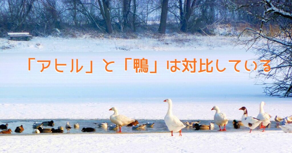 たくさんの「アヒル」と「鴨」が水面で遊んでいる画像。
