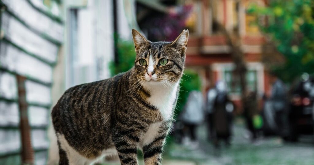 映画に登場する猫をイメージした、かわいい「野良猫」の画像
